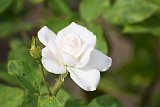 Blumen